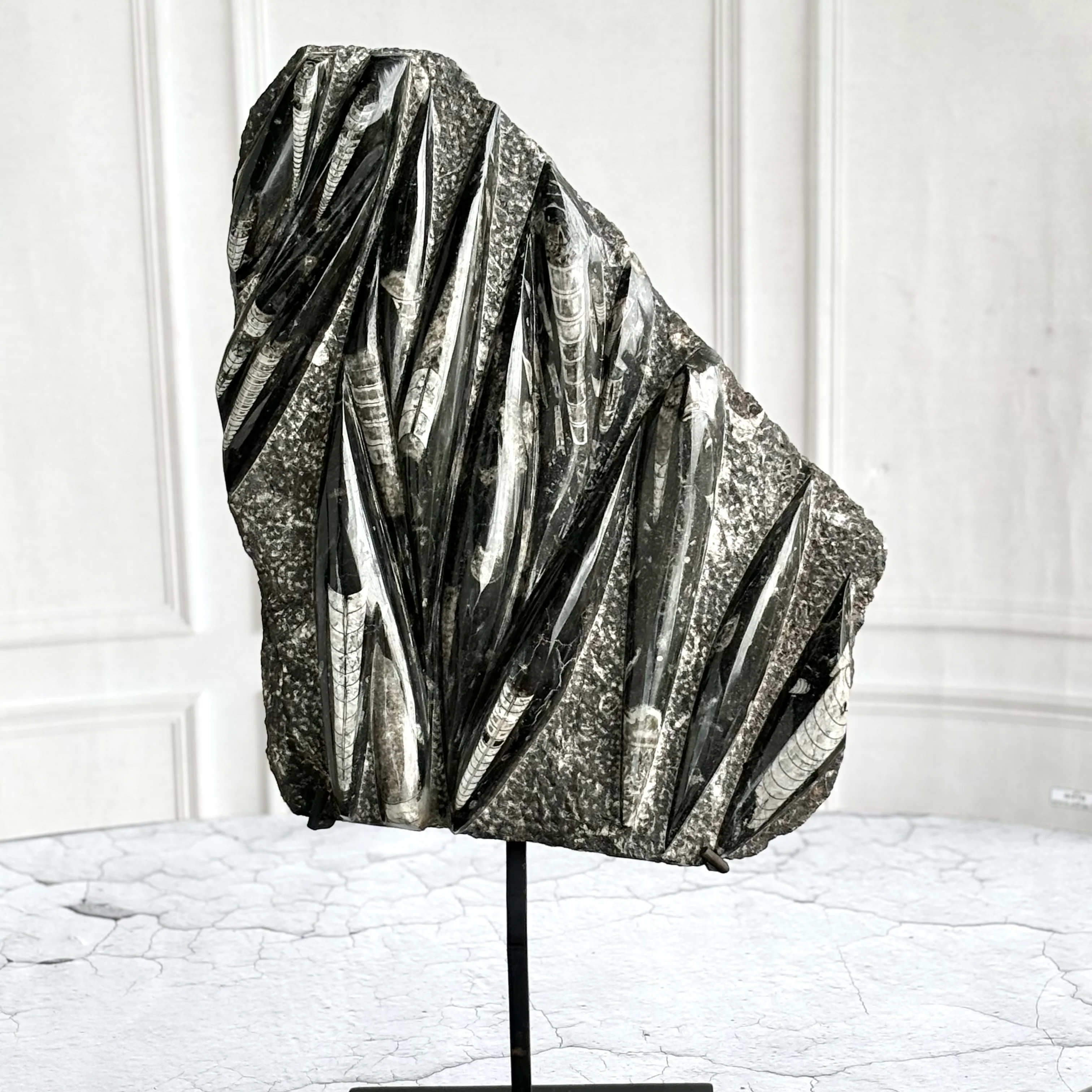 Orthoceras Free Standing Slab with Stand - 6.5 Kg | Associated with Telepathy, Grounding , Transformation & Past lives - Image 2