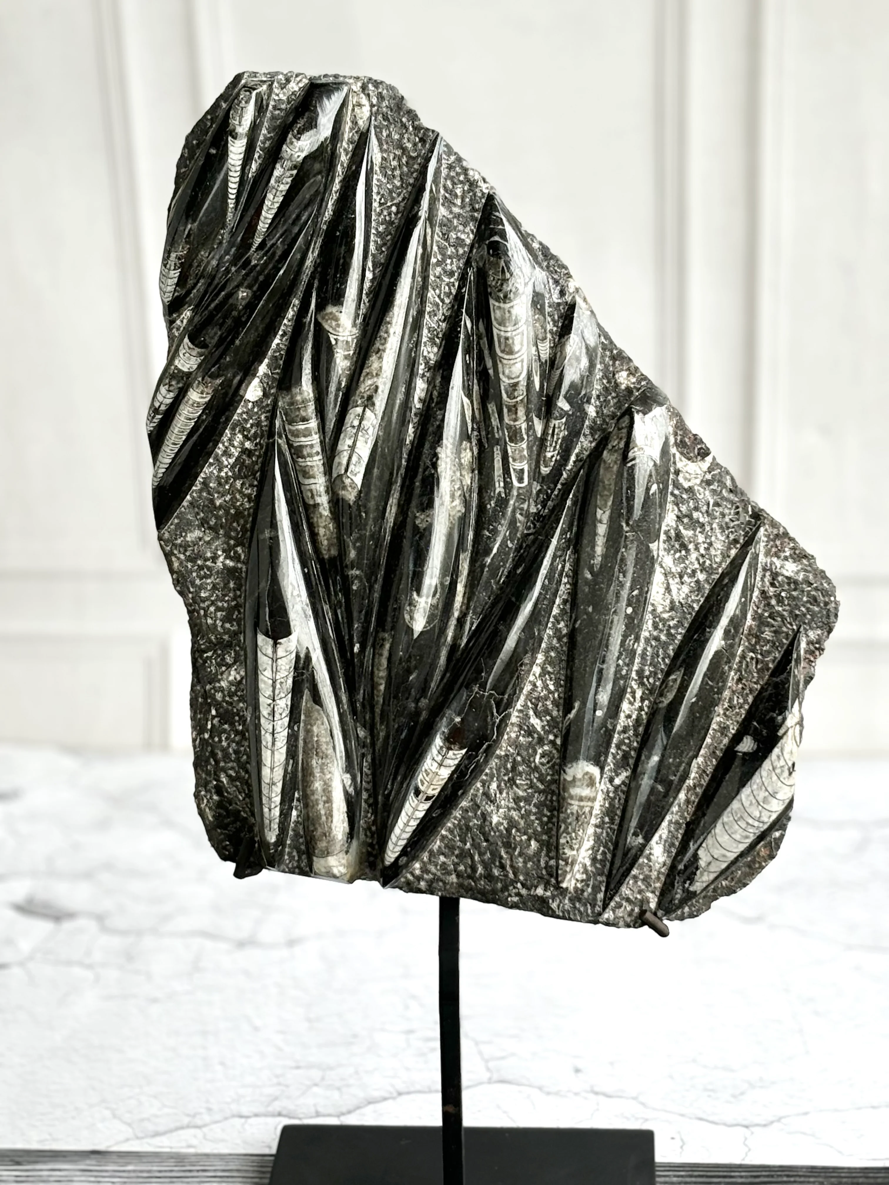 Orthoceras Free Standing Slab with Stand - 6.5 Kg | Associated with Telepathy, Grounding , Transformation & Past lives - Image 3