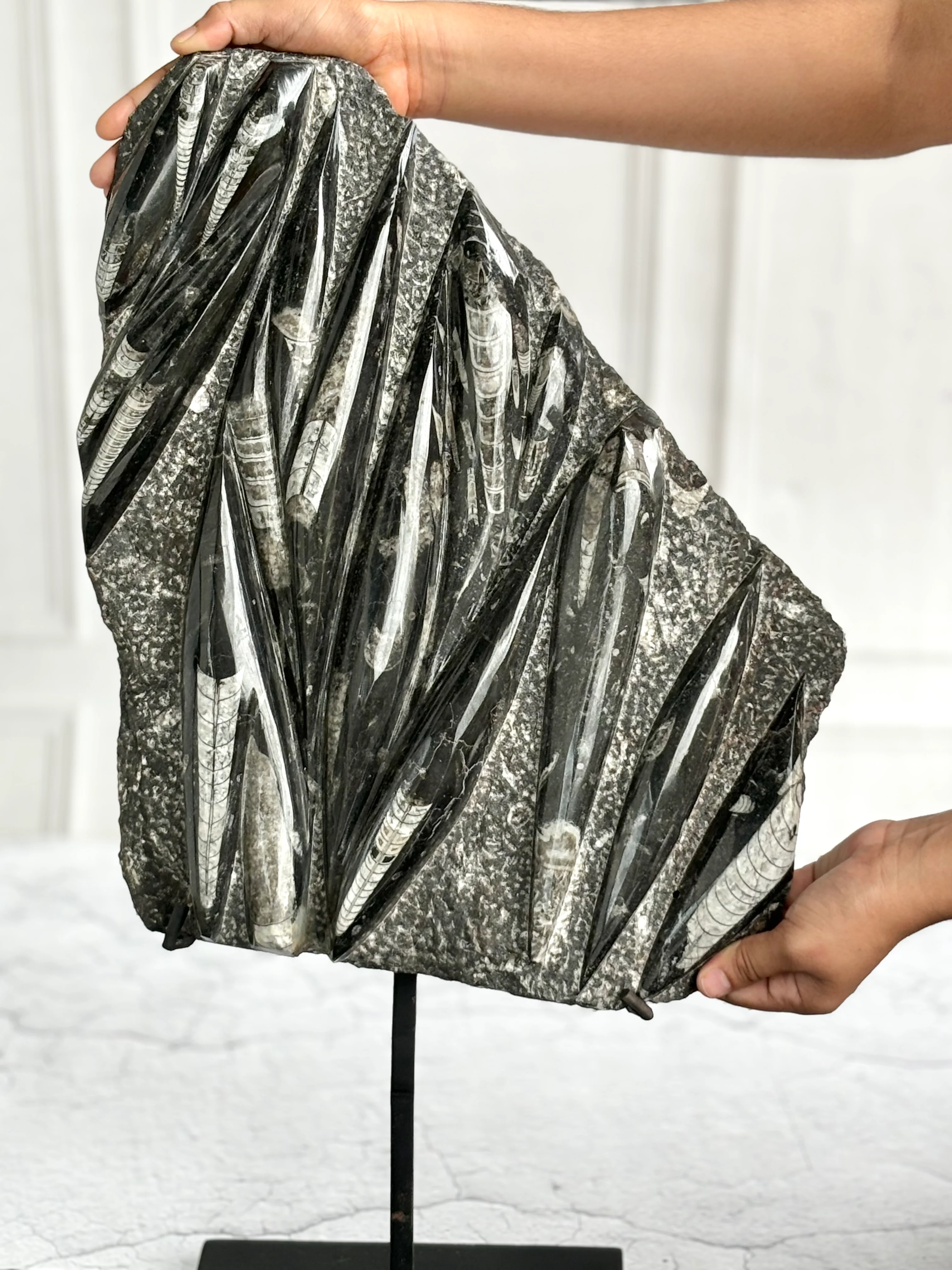 Orthoceras Free Standing Slab with Stand - 6.5 Kg | Associated with Telepathy, Grounding , Transformation & Past lives - Image 5
