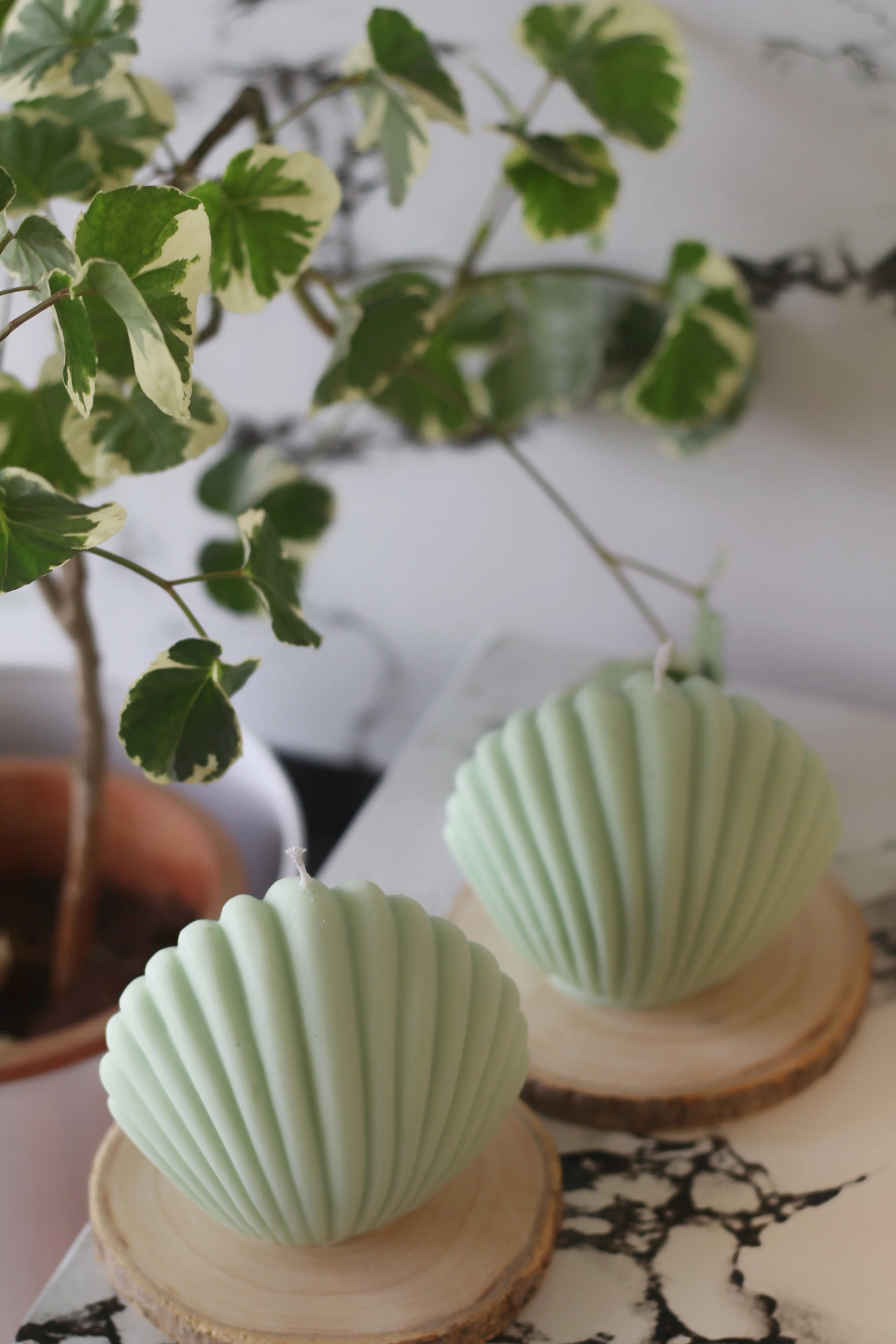 Green Shell Soy Candle - Image 3