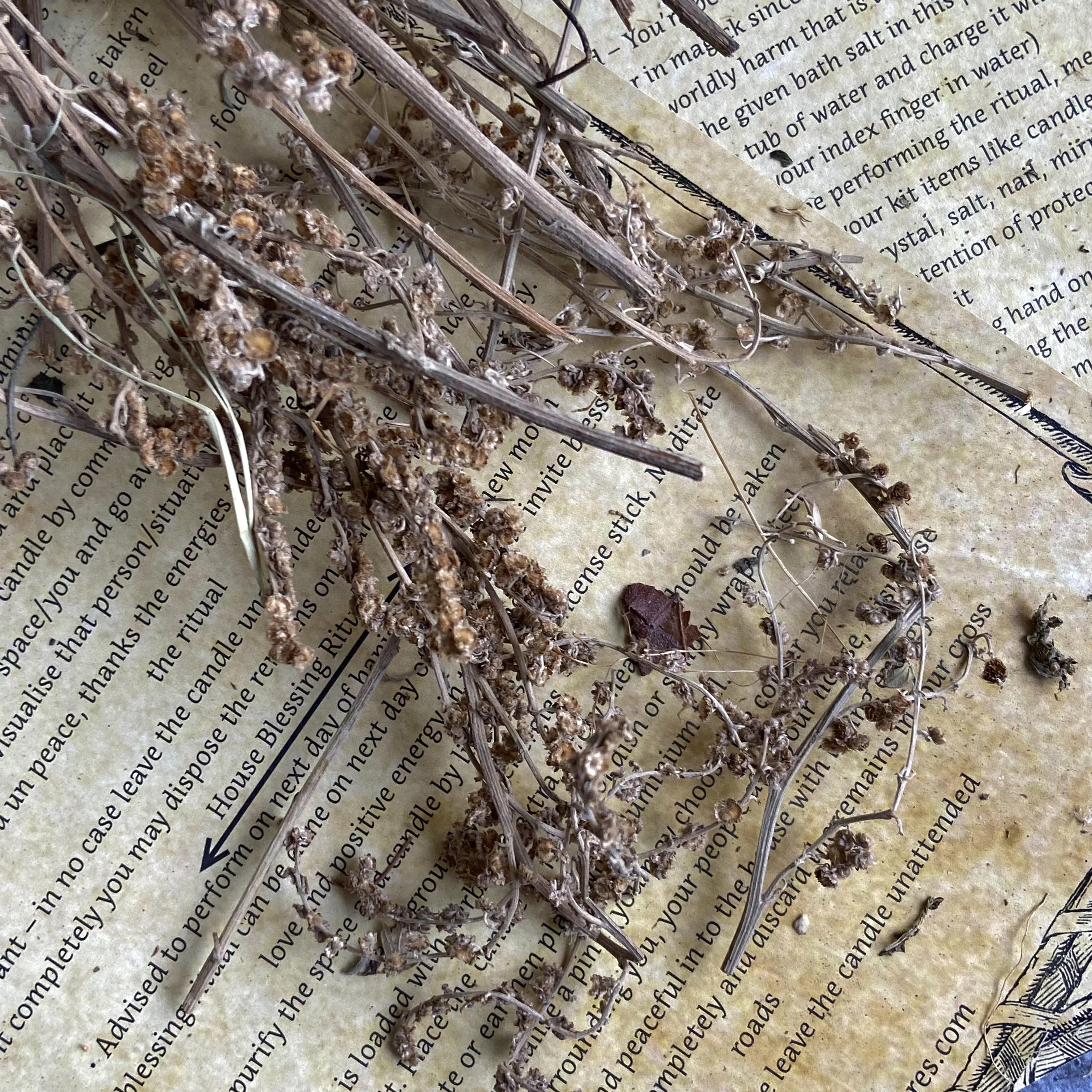 Wormwood Dried - 30 Gm