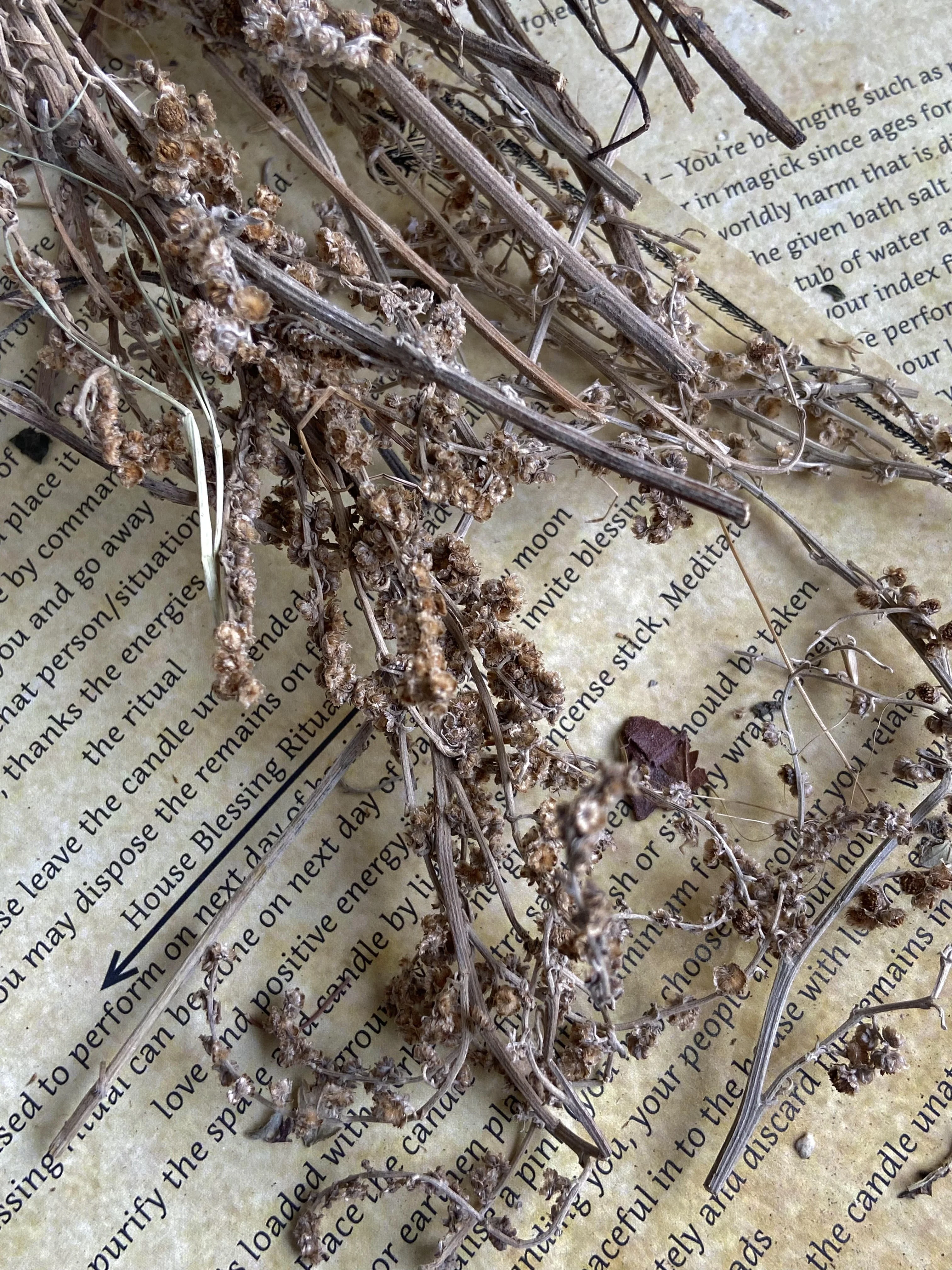 Wormwood Dried - 30 Gm - Image 2