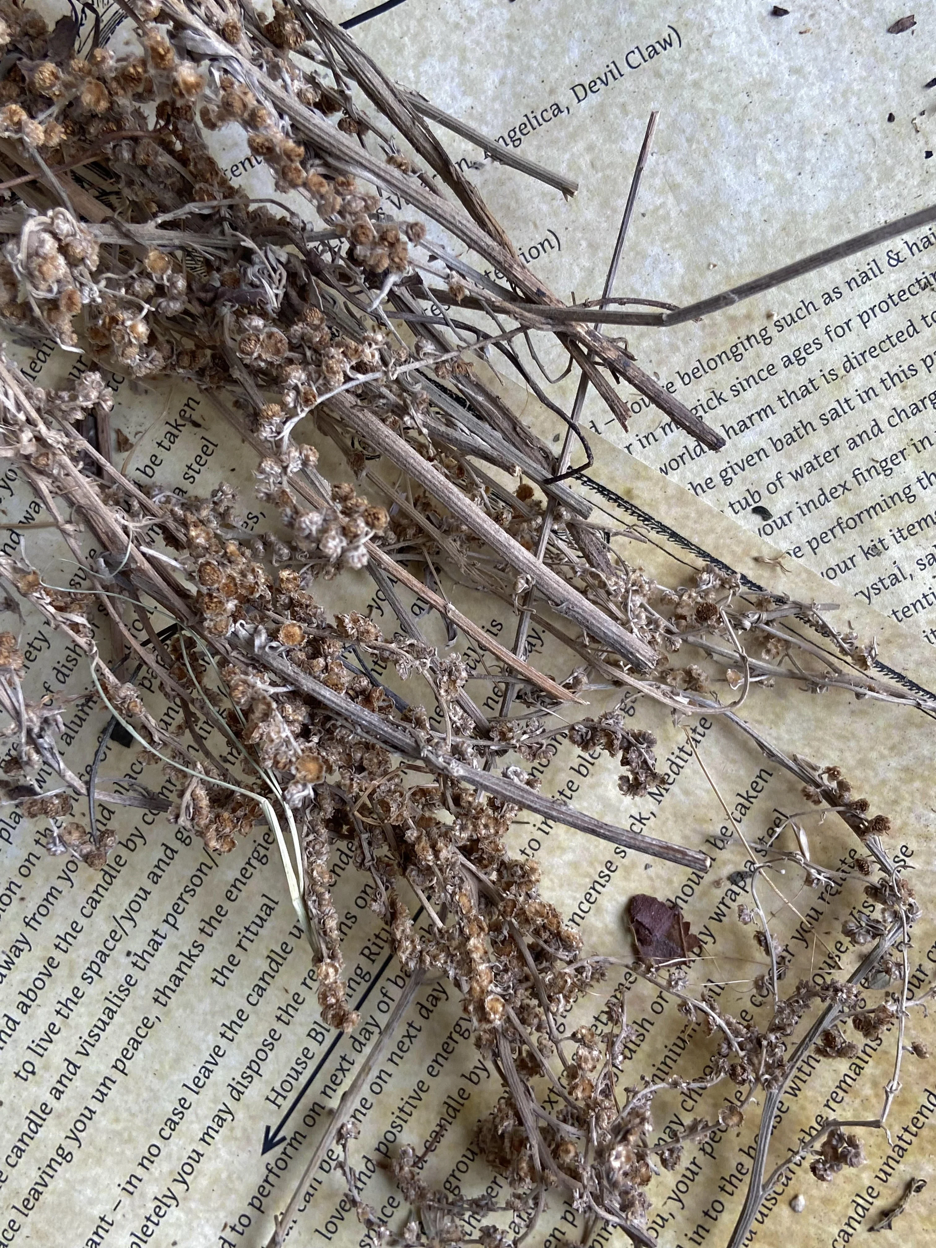 Wormwood Dried - 30 Gm - Image 3